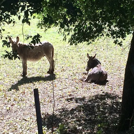 לינה וארוחת בוקר Domaine De Joreau