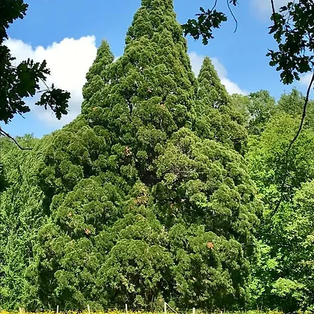 לינה וארוחת בוקר Domaine De Joreau